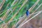 Barn SwallowÂ on a Reed (Hirundo rustica